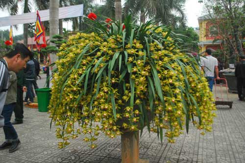 80 triệu đồng 1 chậu hoa địa lan Trần Mộng Sa Pa chơi Tết