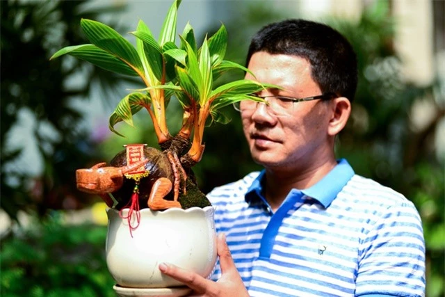 Bonsai dừa hình trâu.jpg