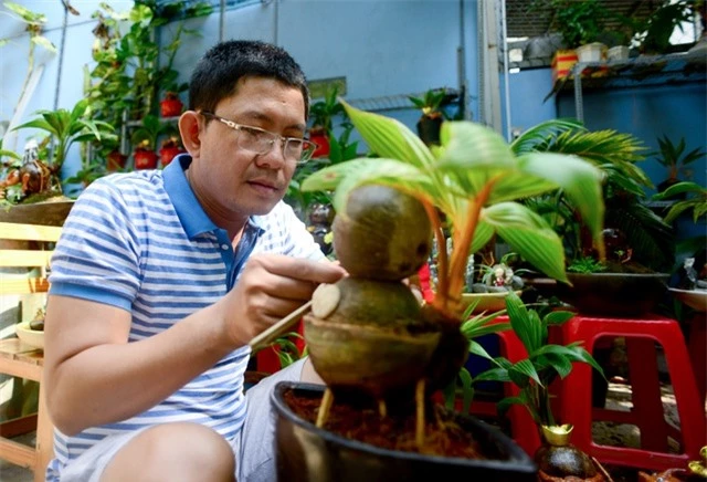 Bonsai dừa hình trâu.jpg