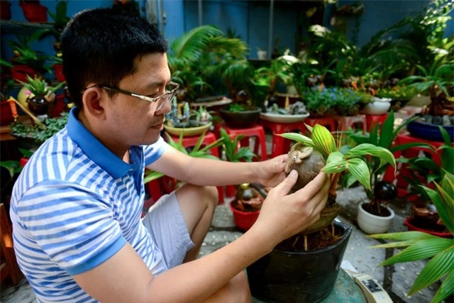 Bonsai dừa hình trâu.jpg