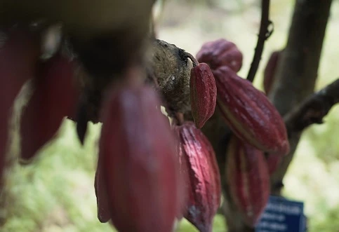 Cây cacao được ví như "vàng nâu" có giá trị kinh tế cao.