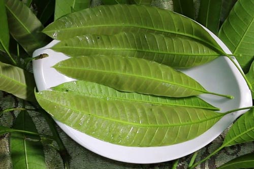 Công dụng của lá xoài non trong chữa bệnh