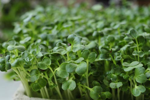 Thực phẩm ăn sống sẽ vô cùng hại sức khỏe