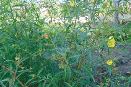 Cây rau mương trị bệnh gì không phải ai cũng biết