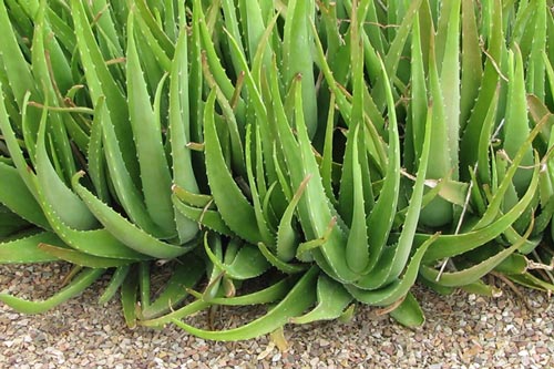 Nha đam - thần dược cho sức khỏe nhưng ít người biết