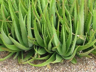 Nha đam - thần dược cho sức khỏe nhưng ít người biết