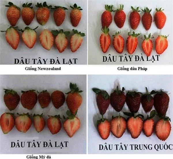 Hình ảnh cho thấy sự khác biết giữa các giống dâu tây được cung cấp bởi Chi cục Bảo vệ Thực vật Lâm Đồng.