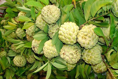 Loại quả rẻ tiền giúp tiêu diệt tế bào ung thư nhưng ít người biết đến, đừng tiết kiệm khi mua cho gia đình