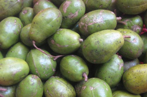 Không ăn quả cóc chắc chắn bạn sẽ hối hận khi biết điều này