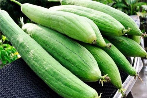 Mướp - Loại quả rẻ tiền giúp hỗ trợ và điều trị bệnh viêm xoang và nhiều căn bệnh nguy hiểm khác