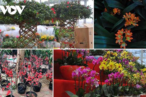 Những cây cảnh lạ mắt đang "khuynh đảo" thị trường Tết năm nay