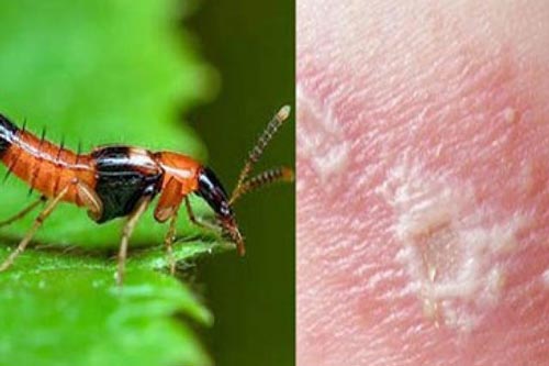 Loại cây giúp đuổi kiến ba khoang ra khỏi nhà