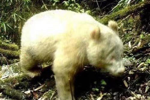 Lạ lùng hình ảnh gấu trúc trắng trong lần tái xuất hiếm hoi ở Trung Quốc