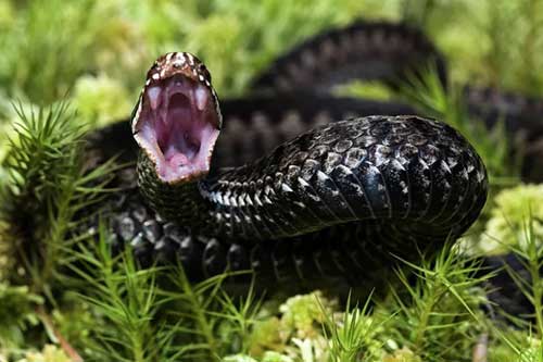 Tìm ra thành phần nọc rắn có thể ngăn chặn virus SARS-CoV-2