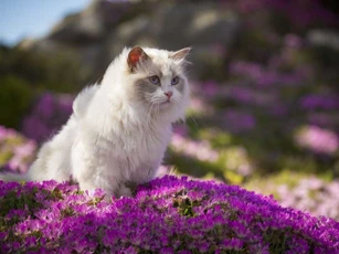 Đúng ngày 23/12 Âm lịch, 3 con giáp này dễ đổi đời thành đại gia, tiền đè 'ngộp thở'