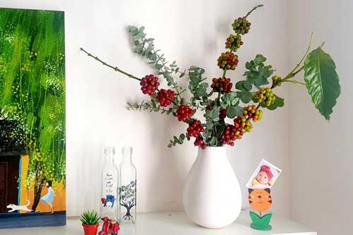 Dân thành thị rộ mốt săn lùng cành cà phê về cắm Tết