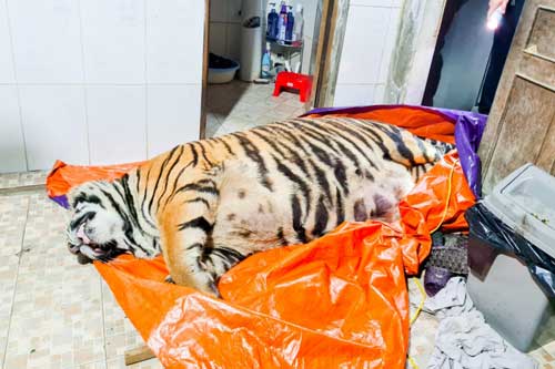 Công an Hà Tĩnh phát hiện xác một cá thể hổ nặng đến 250kg giữa sân nhà dân