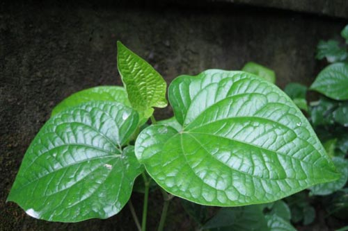 8 mẹo trị nước ăn chân cực kỳ hiệu quả