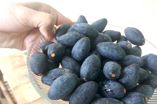 Tác dụng chữa bệnh tuyệt vời của quả trám