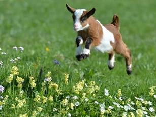 Top 3 con giáp dễ gặp đại hạn triền miên, nợ nần ngập đầu trong năm 2021