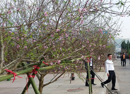 Yêu cầu nghiên cứu kỹ lưỡng phương án truy xuất nguồn gốc cây đào, cây mai