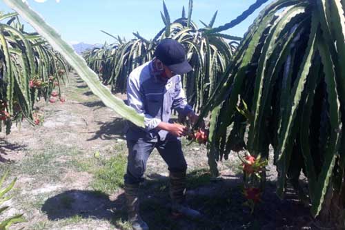 Thanh long rớt giá, nông dân Bình Thuận, Long An lo “mất” Tết