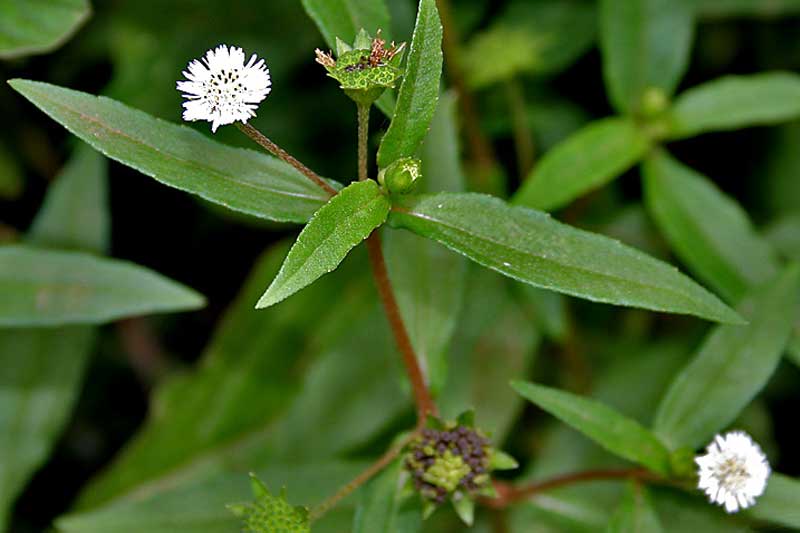 Những loại lá mọc đầy ở Việt Nam được mệnh danh là 'vua giải độc gan'