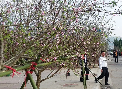 Yêu cầu nghiên cứu kỹ lưỡng phương án truy xuất nguồn gốc cây đào, cây mai.