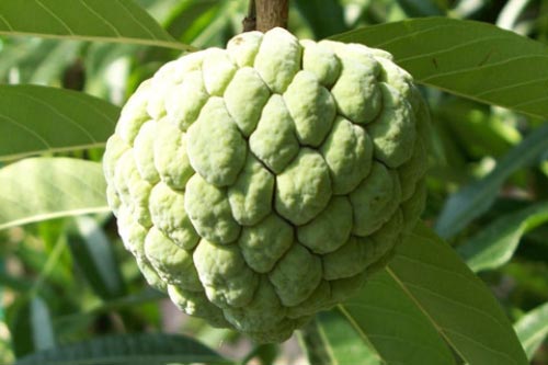 Những loại trái cây biến thành 'độc dược' về đêm cần tránh ăn