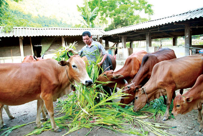 Tiếp tục giải ngân chương trình tín dụng đối với hộ mới thoát nghèo