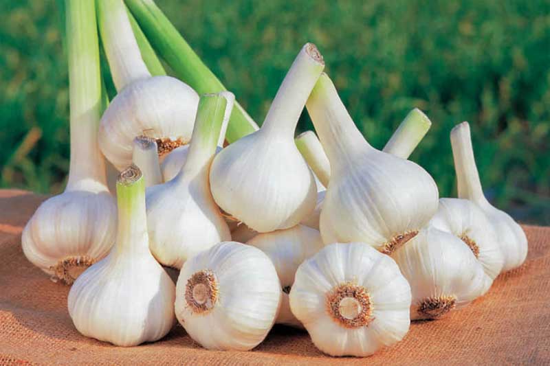 Giáo sư cảnh báo 6 điều cấm kỵ khi ăn tỏi ai cũng cần biết
