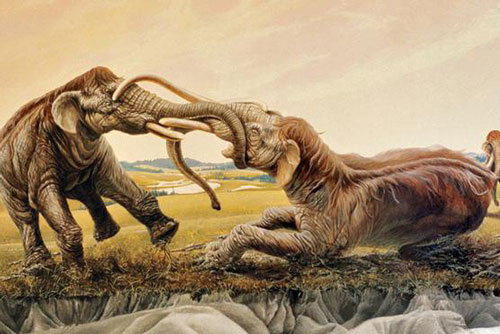 Vì sao voi ma mút khổng lồ bị tuyệt chủng?