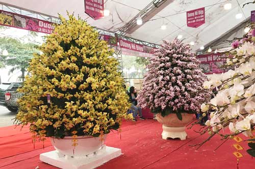 "Bỏng tay" với chậu lan Hồ điệp giá 165 triệu đồng cho đại gia chơi Tết