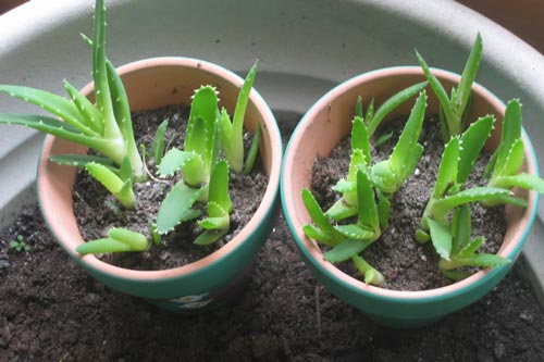 Ngoài làm đẹp và chữa bệnh, đây là lý do quan trọng để bạn trồng ngay 1 chậu nha đam tại nhà