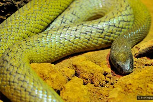 Tại sao một số loài động vật sở hữu nọc có độc tính cao đến mức chính chúng cũng không dùng được?