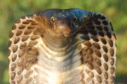 Phát hiện mới về sự tiến hóa của loài rắn: 'Cơ chế nam châm' giúp chúng kháng lại nọc độc kẻ thù