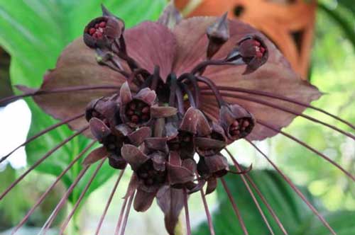 Những loài thực vật kỳ lạ nhất hành tinh