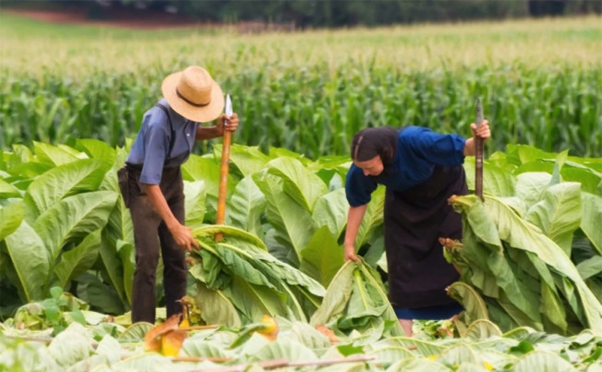 Nghề nông là công việc chủ yếu của người Amish. Ảnh:Usnews