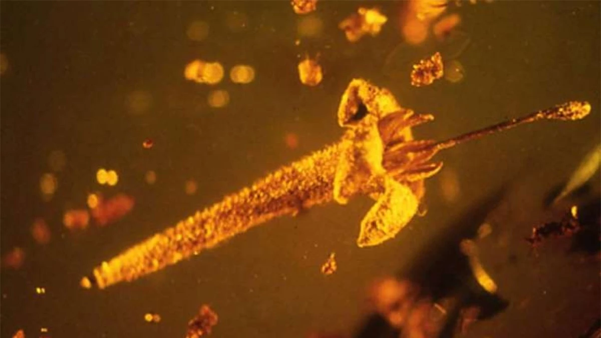 Strychnos electri là loài cây bụi, dây leo nhiệt đới nổi tiếng, sản xuất chất độc strychnine gây chết người và được nhà côn trùng học của Đại học Oregon George Poinar phát hiện năm 1986. Loài thực vật này được cho là có từ cách đây 15 - 45 triệu năm./.