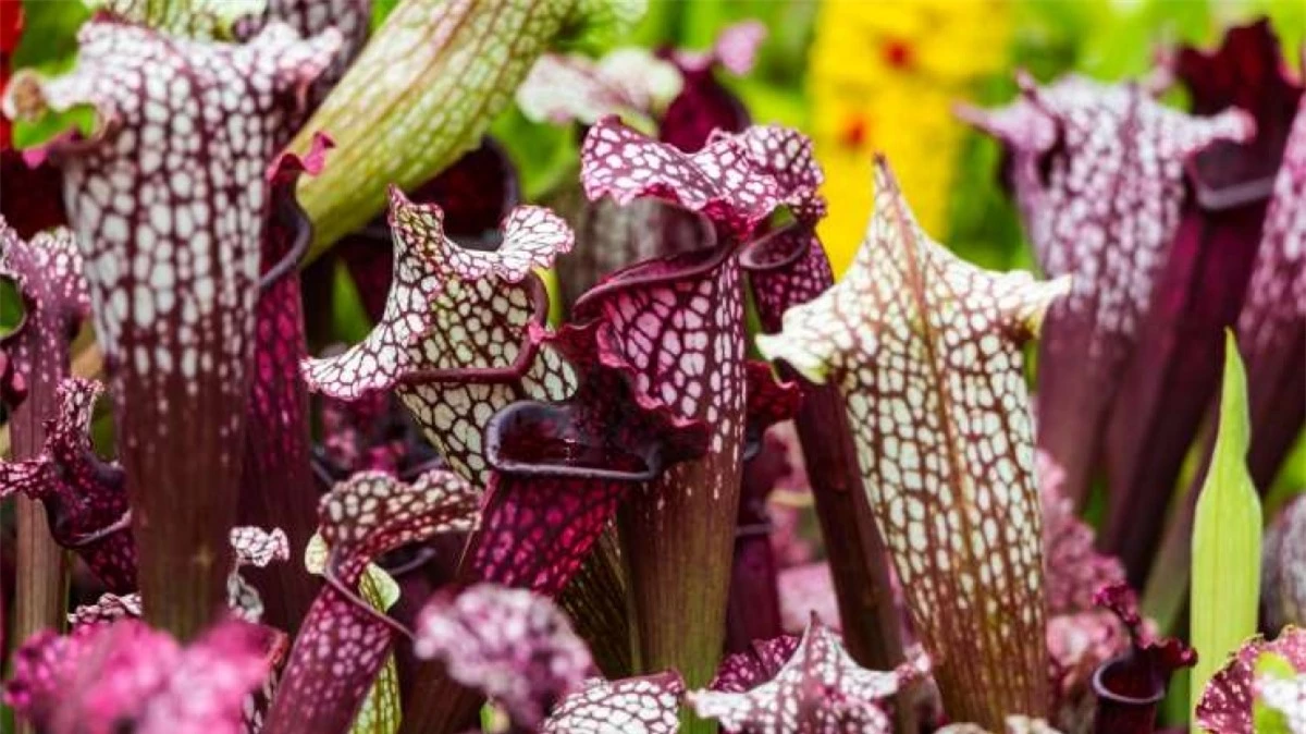 Cây nắp ấm tím có tên khoa học là Sarracenia purpurea, thường sống ở Canada, Alaska và một số khu vực gần bờ biển của nước Mỹ. Loài cây này thường thu hút các loại côn trùng chui vào bên trong nó, giam giữ con mồi cho tới khi nó chết và tiêu hóa nó.