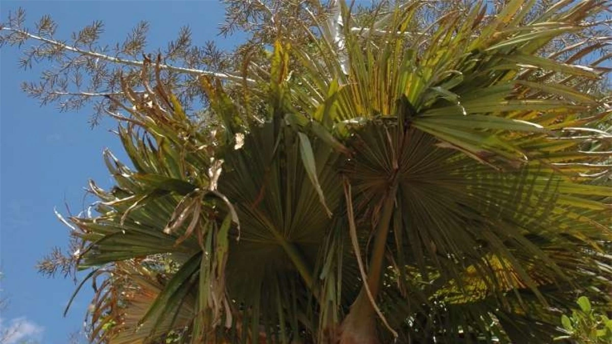 Một trong những loài thực vật gần đây mới được phát hiện là cọ "tự sát". Loài cây này được một người Pháp tên là Xavier Metz tìm thấy năm 2005 ở Madagascar. Chỉ còn 90 cây cọ "tự sát" được tìm thấy trong môi trường hoang dã. Sau khi những bông hoa của cây cọ này được thụ phấn và phát triển thành quả, mật hoa sẽ thu hút các loại chim và côn trùng. Tuy nhiên, điều này đã làm cạn kiệt dinh dưỡng của cây và khiến cây chết.