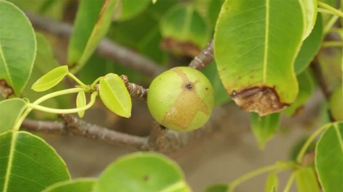 Ã¡rbol de la muerte là tên của cây táo tử thần trong tiếng Tây Ban Nha. Sách kỷ lục Guinness thế giới đã đưa loài cây này là loài cây nguy hiểm nhất hành tinh. Cây táo tử thần có thể tiết ra nhựa gây ra vết thương nghiêm trọng. Nếu chẳng may ăn nhầm quả của cây này có thể dẫn đến tử vong. Thậm chí, khi đốt cây này, khói phát ra từ nó có thể gây mù mắt.