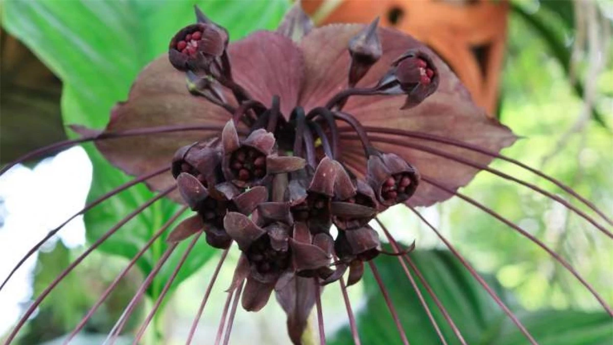 Hoa dơi đen hay hoa quỷ thường sinh sống ở Tây Phi và Đông Nam Á. Loài cây này có 25 bông hoa màu đen, trông giống như những chiếc cánh dơi.