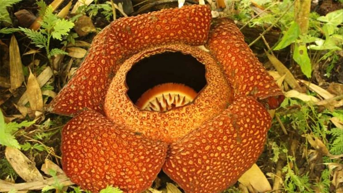 Rafflesia cũng là một loại hoa xác thối, chủ yếu sinh sống ở Indonesia. Loài thực vật này có một đặc điểm độc đáo là nó không có thân, lá và rễ. Trong suốt cuộc đời, Rafflesia sống ký sinh trên những loại cây leo trong rừng nhiệt đới. Khi loài thực vật này nảy mầm, nó có thể phát triển lên với kích cỡ đáng kinh ngạc, thậm chí, khi đã phát triển hoàn toàn, bông hoa này có thể nặng tới hơn 10kg và nở trong vòng 7 ngày.