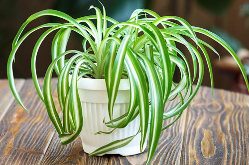 Loài cây cảnh nhỏ bé được ví như 'chiếc máy hút bụi thần kỳ' lại giúp nhà luôn sáng đẹp