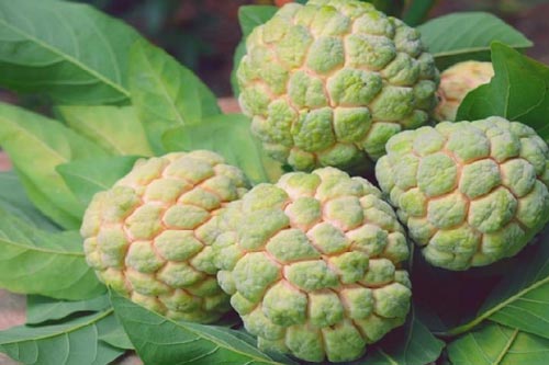 Cách chọn quả na vừa ngon, dày cùi lại không ủ thuốc