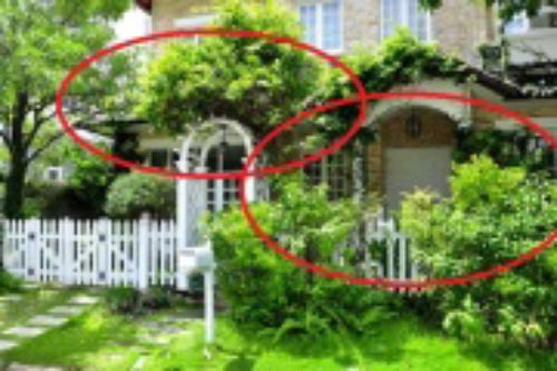 Trồng cây trước nhà không đúng cách, vận xấu bủa vây dễ khiến tài lộc, sức khỏe cả nhà hao tổn