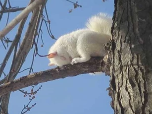 Những khoảnh khắc ngộ nghĩnh minh chứng động vật có thể ngủ "mọi lúc mọi nơi"