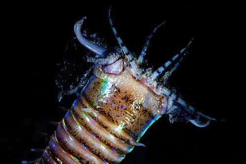 Giun ăn thịt khổng lồ từng lang thang dưới đáy biển cổ đại