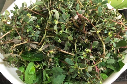 Rau sam - "thần dược" chữa bệnh bạn đang bỏ phí